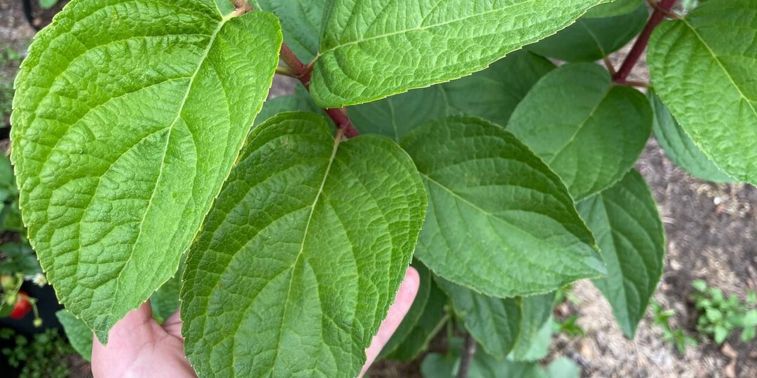 В уходе за гортензиями раньше упускала из виду 1 момент – и кусты плохо росли и выглядели не очень