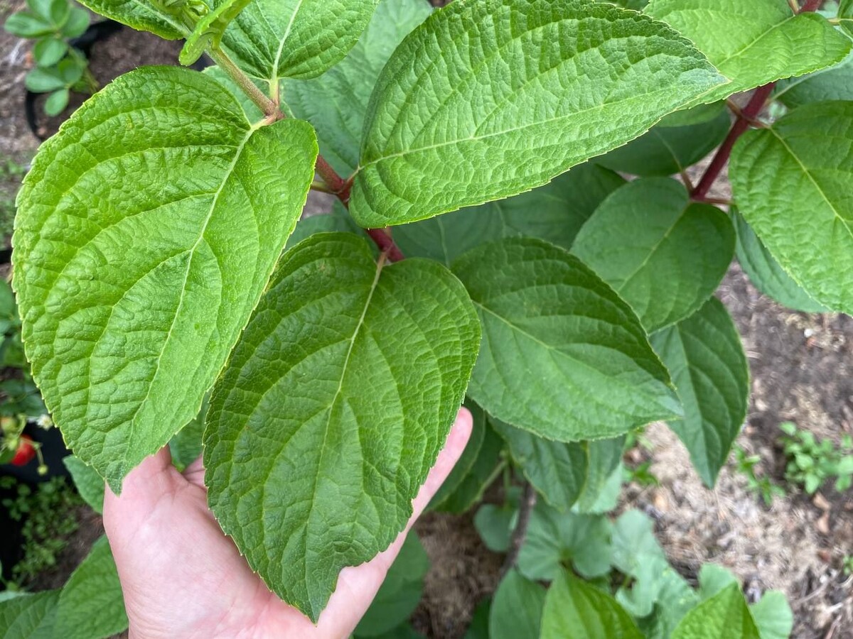 Метельчатая гортензия дала шикарные листья. Фото автора