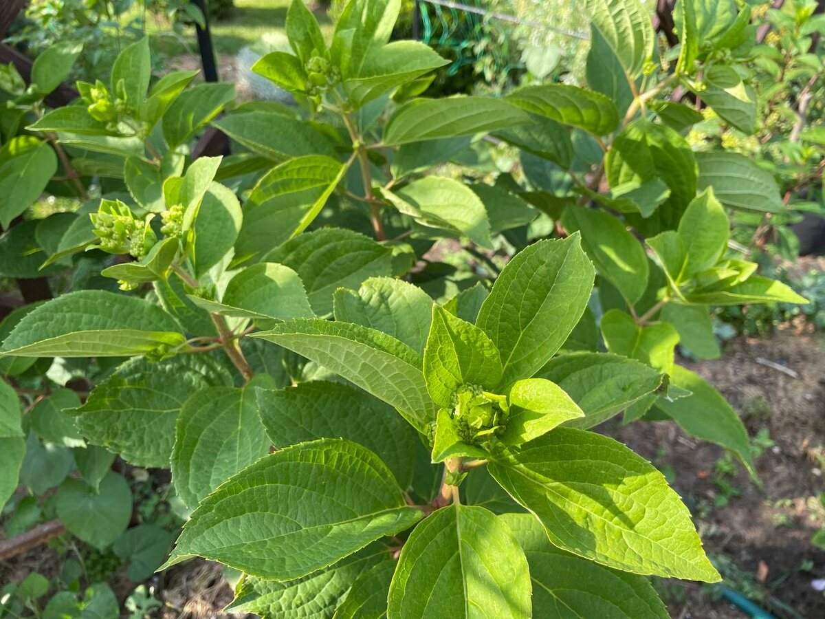 Кусты на органике заметно подросли и окрепли в этом году. Фото автора