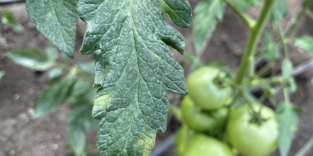 1 таблетка на 2 литра – и даже признаков кладоспориоза не будет