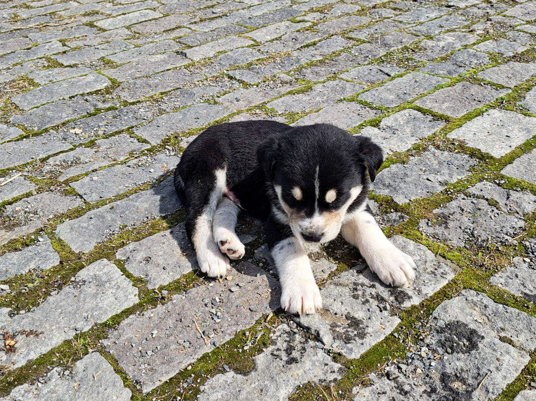 Питомца оставили с подростком.  Фото: ФедералПресс / Вера Романескул