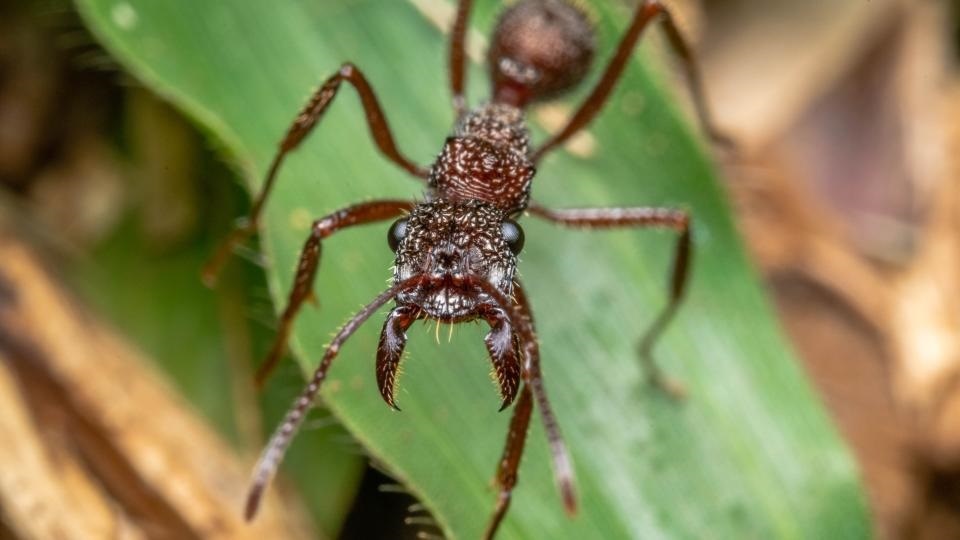 Фото с сайта: https://www.yahoo.com/lifestyle/32-most-venomous-animals-world-082930824.html