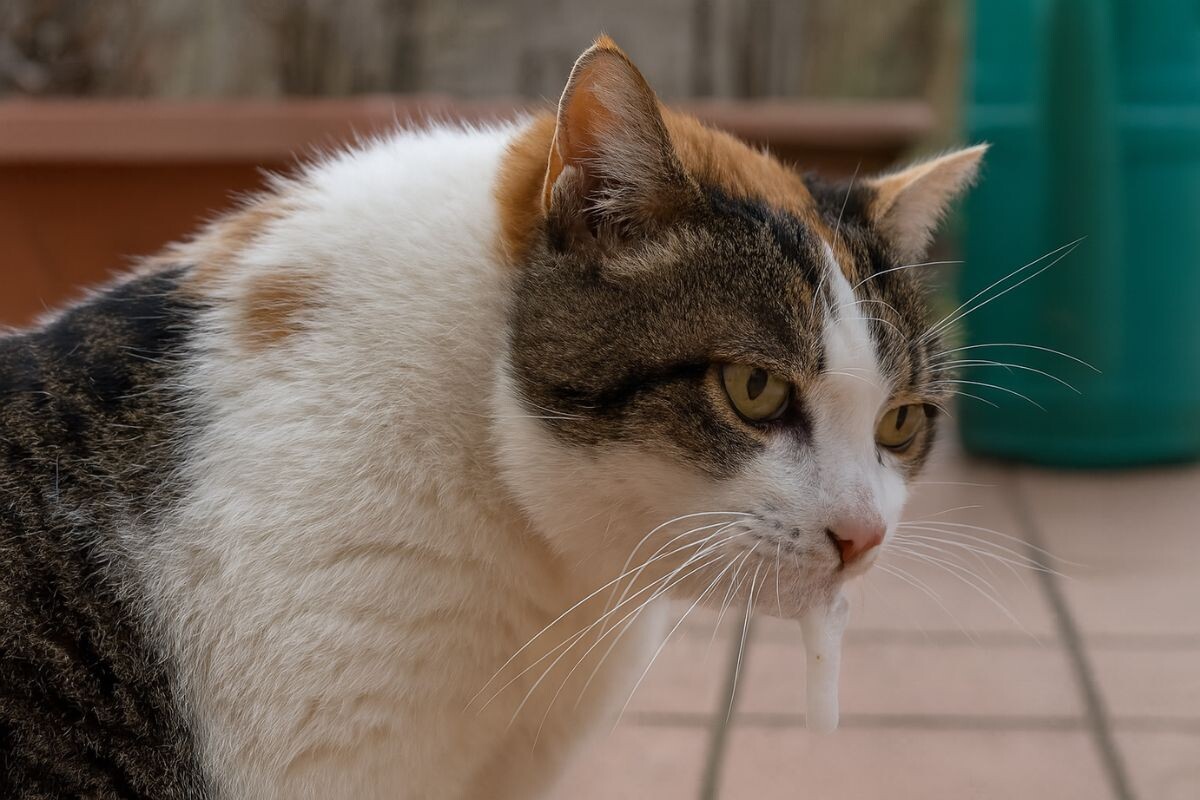 Кошачья слюна 