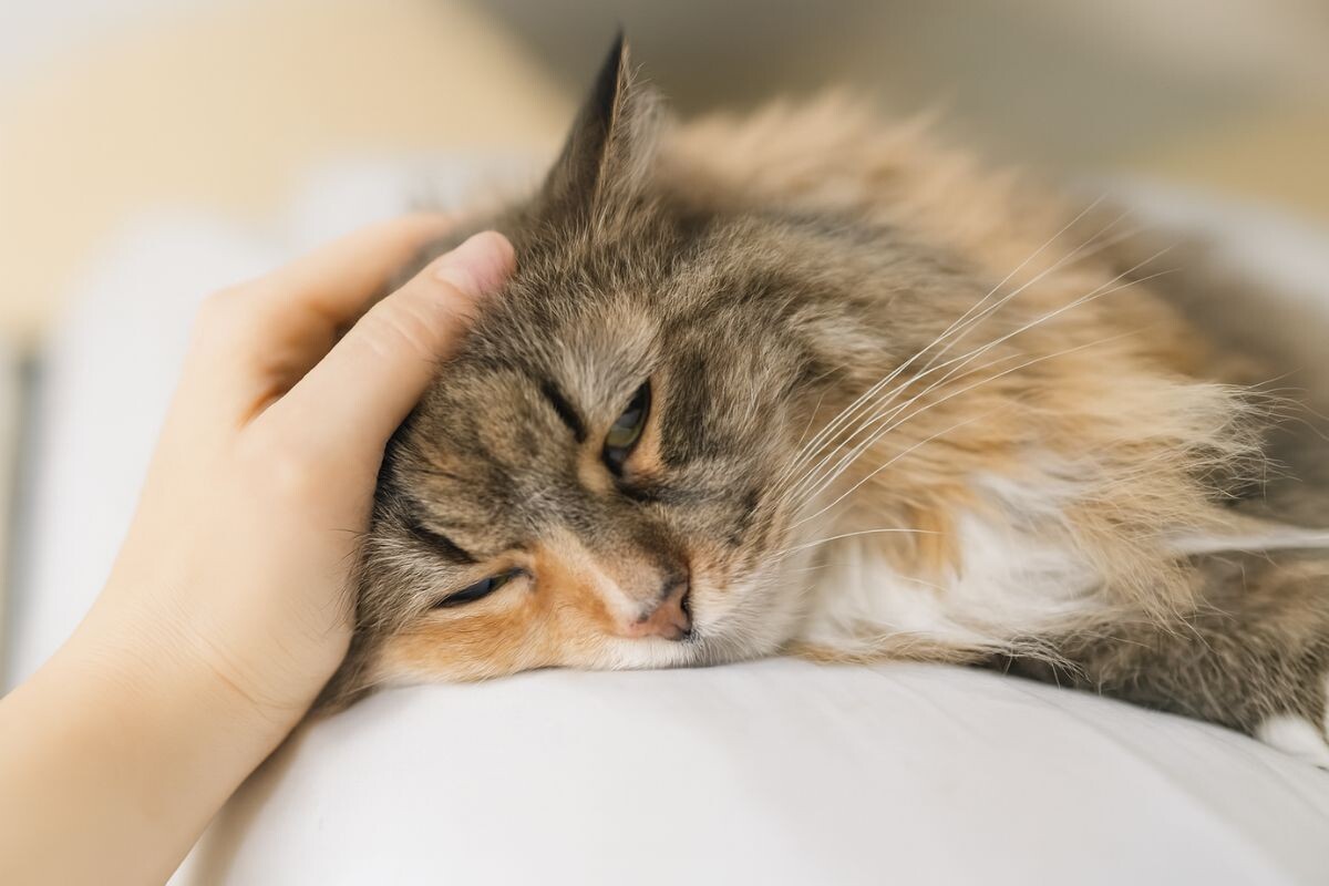Гастрит у кошки 
