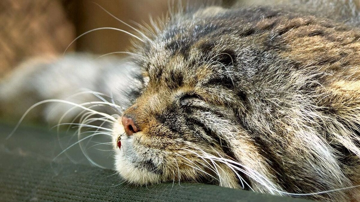     Источник: ТГ-канал «Манулизация»