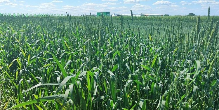    Фото: Минсельхозпрод Самарской области