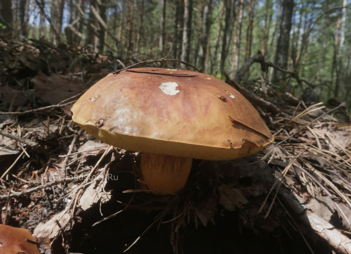 Поляки в Суворовском районе отпраздновали Октоберфест. Абсурд какой-то (фото И.Лебединского)