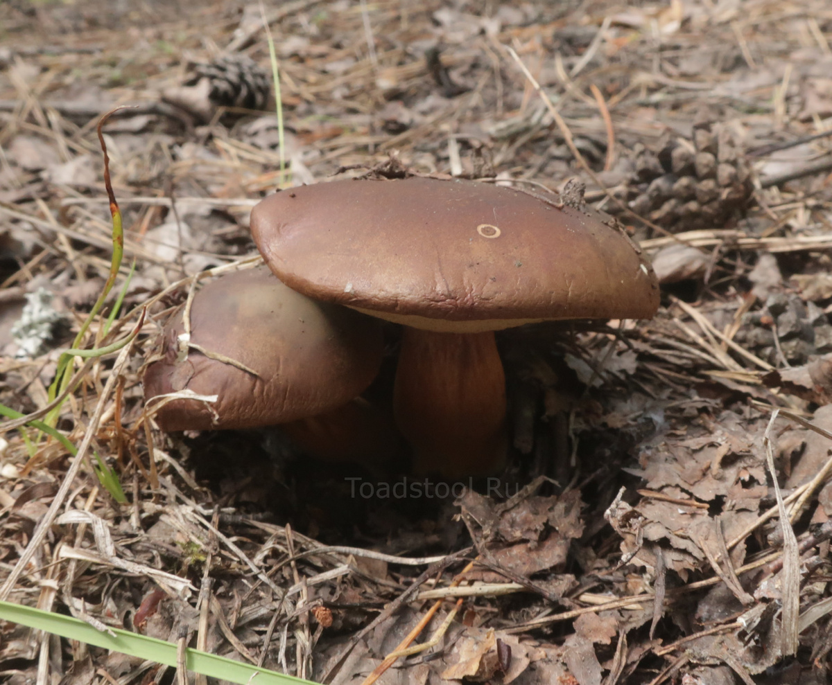 Даже подвяленные - вполне годные, и сушить не так долго (фото И.Лебединского)