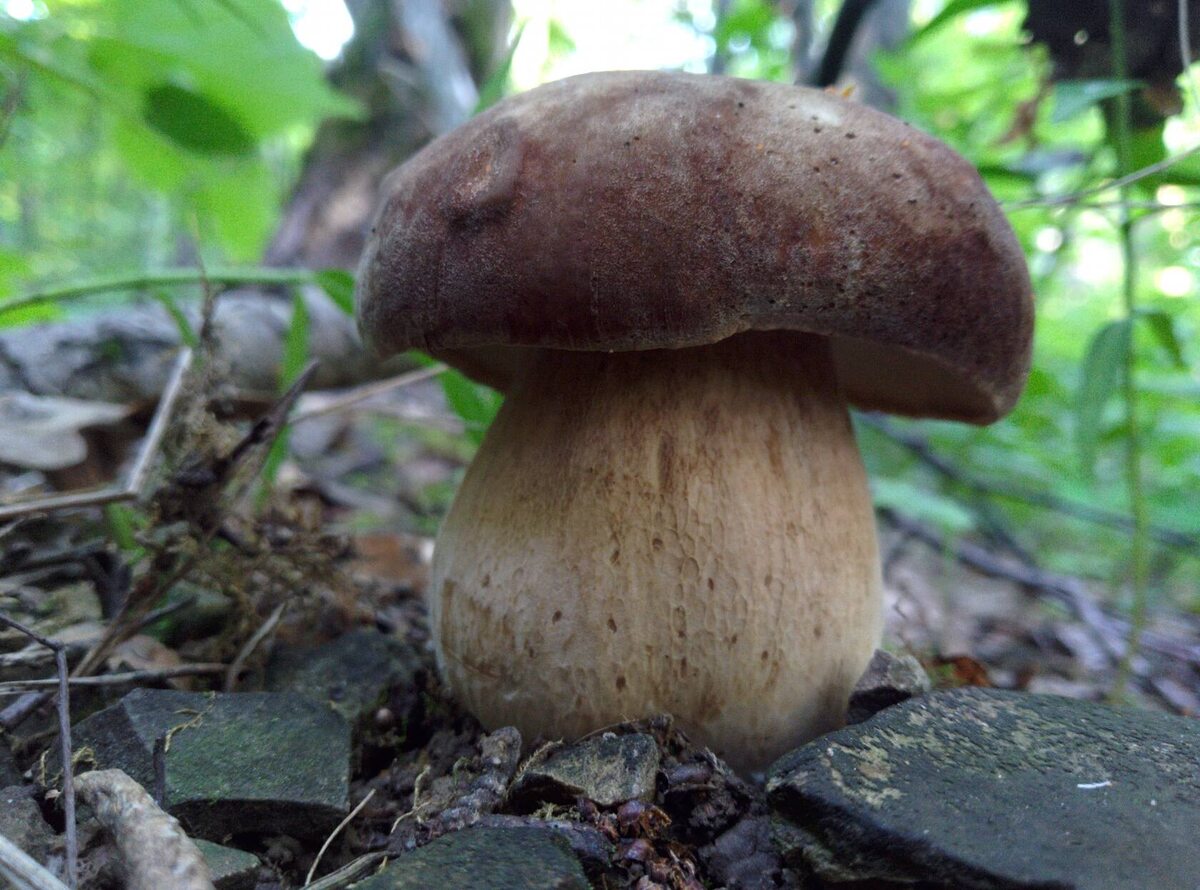 Вот такое вам из Пензы! (автор фото Denver)