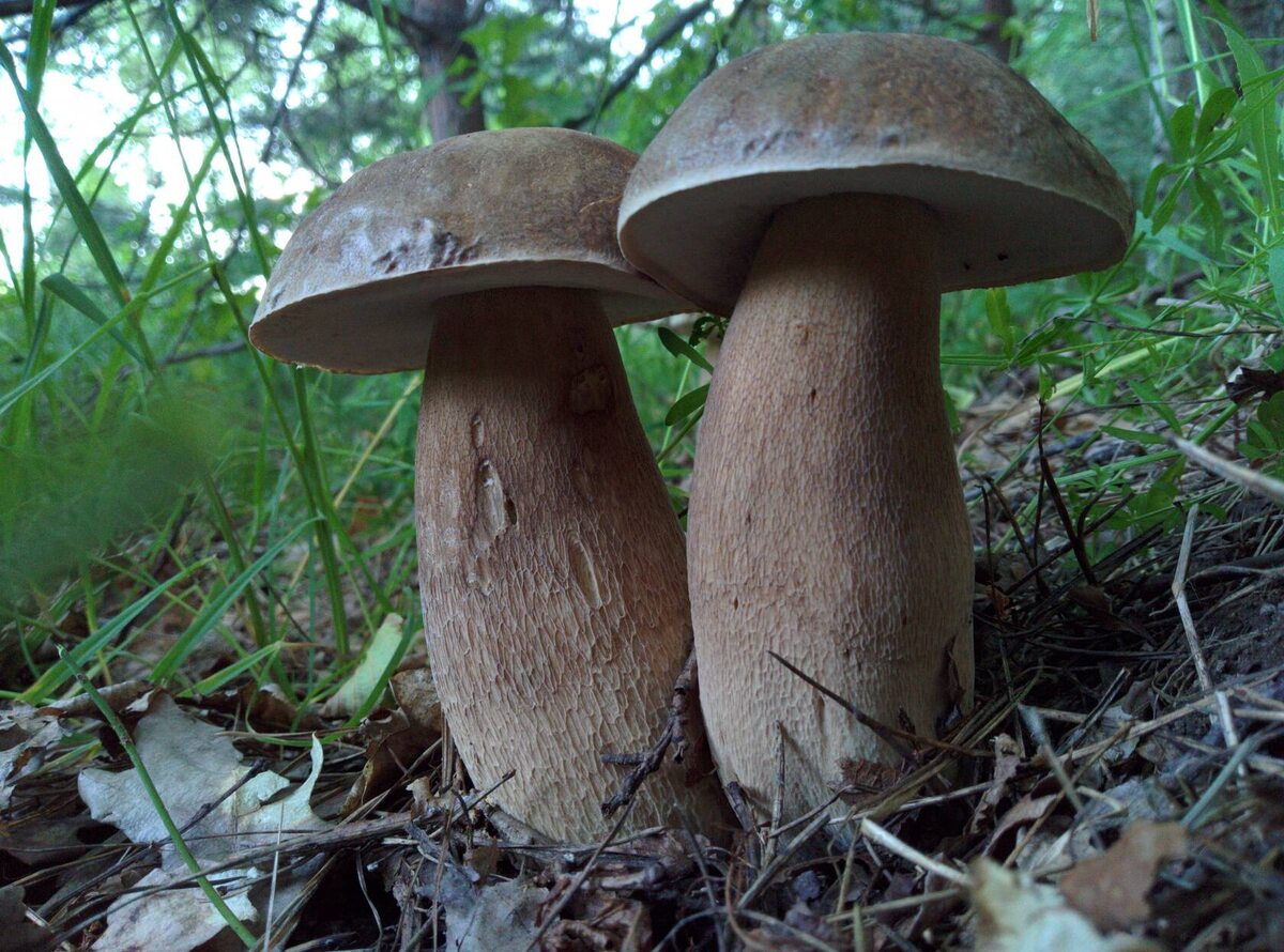 Или лучше такое? Никак не решу... (автор фото Denver)