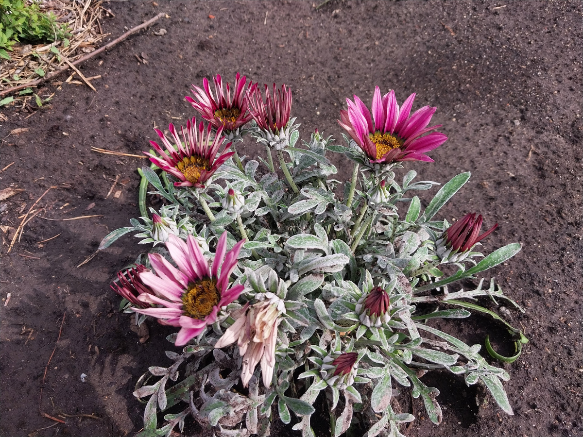 Моя чумазая газания.