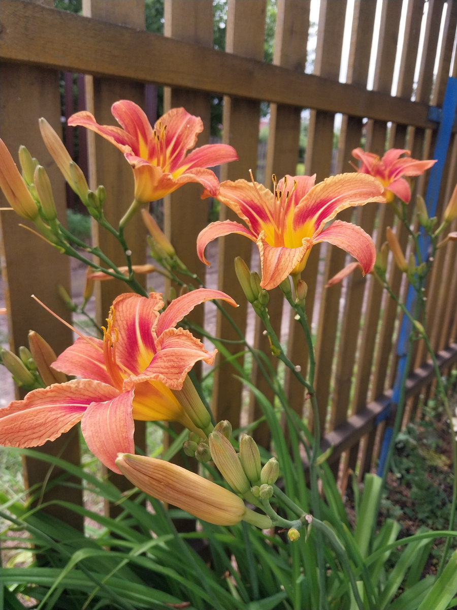 Лилейникам грязь и брызки нипочем - "высоко сижу, далеко гляжу"