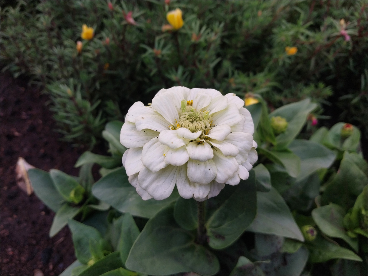 Циния тоже не в лучшей форме