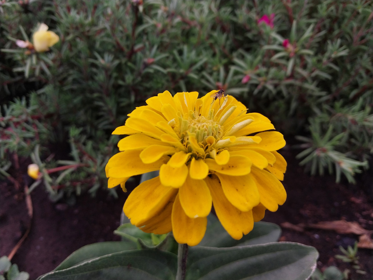 И ещё одна "Замарашка"