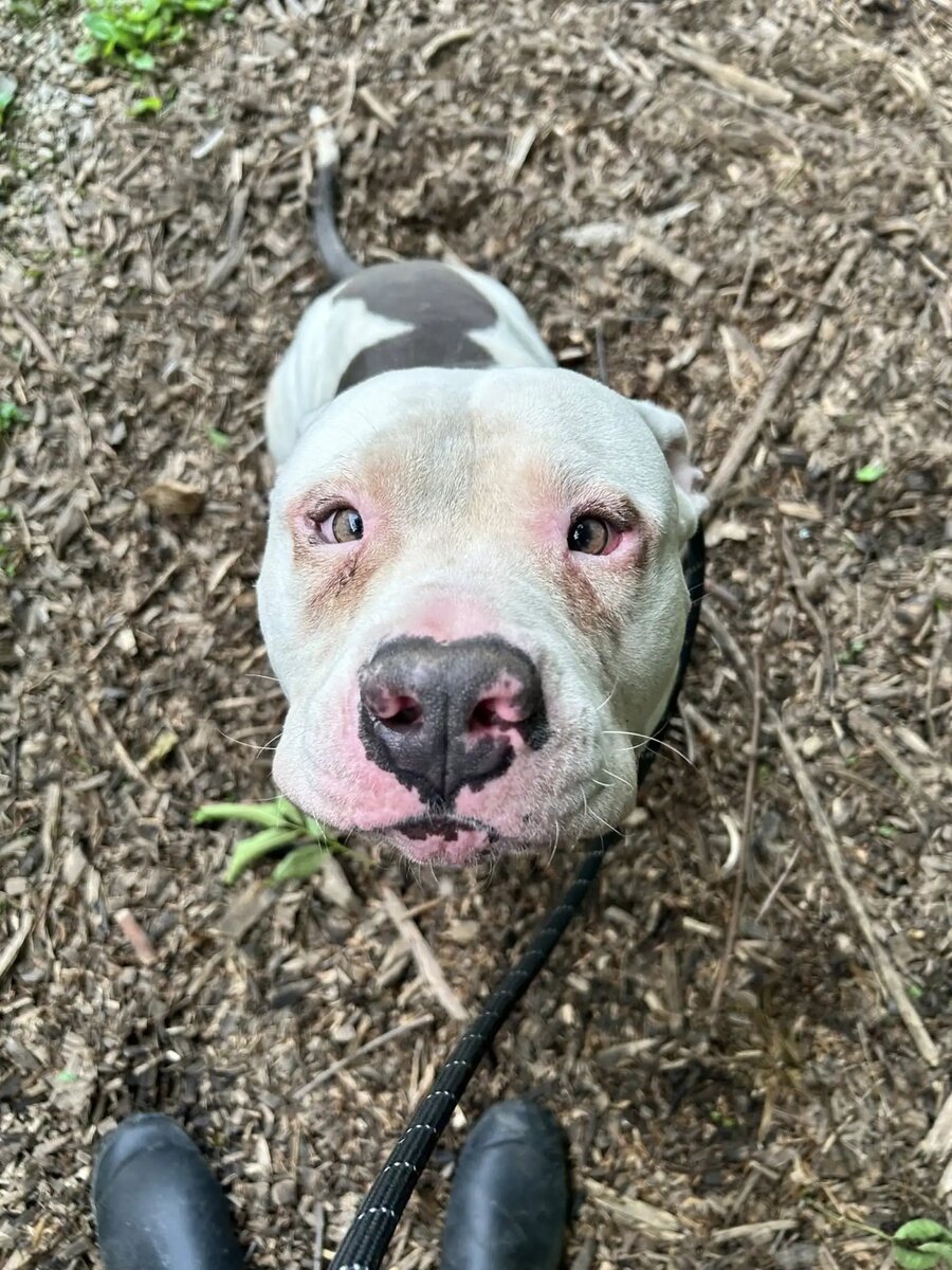 В ответ он завилял всем телом и мило скосил глаза.