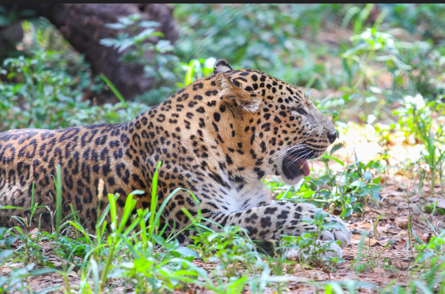 (с) Flickr / saurabh sharan. Леопард и ирбис похожи внешне, но все же сильно различаются. 
