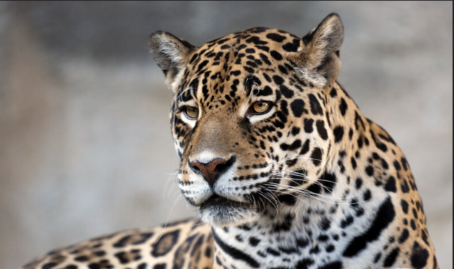 (c) Flickr / cgull123. Леопарды не менее прекрасные виды кошачьих. 