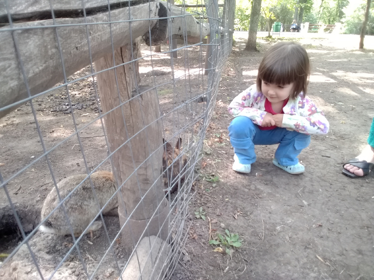 Ника и кролики