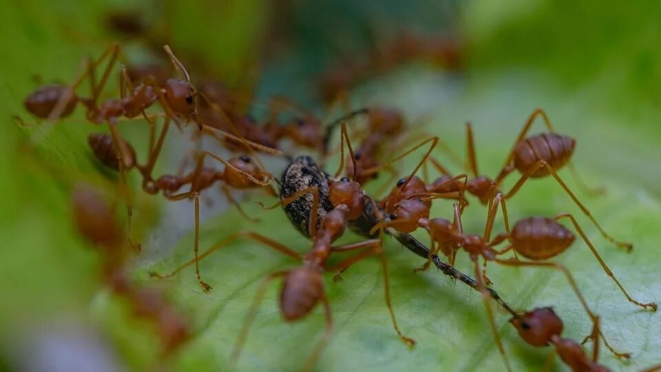 Фото с сайта: https://www.technologynetworks.com/informatics/news/ant-behavior-inspires-autonomous-material-assembly-research-382532