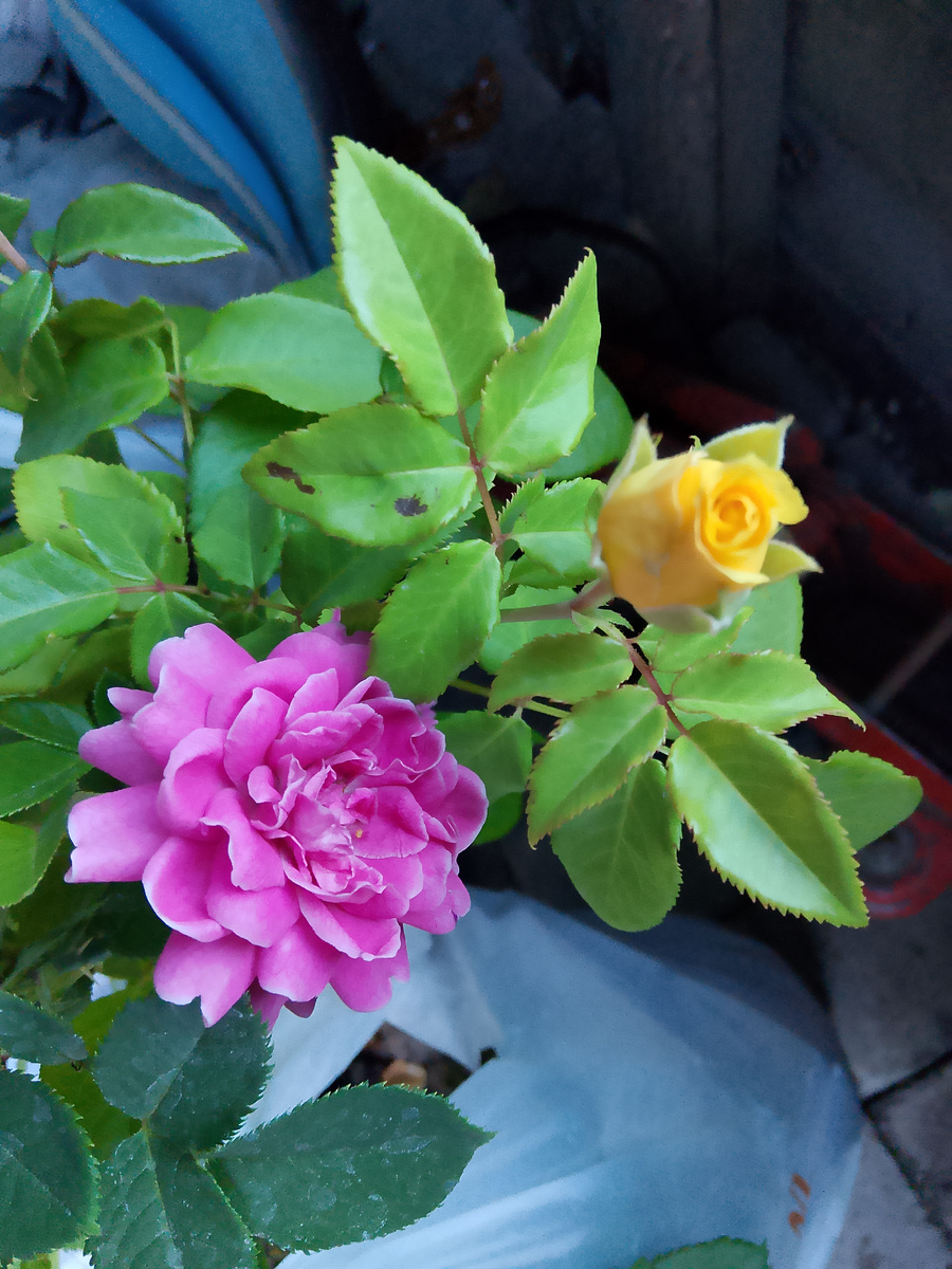 Новинки в моём саду 