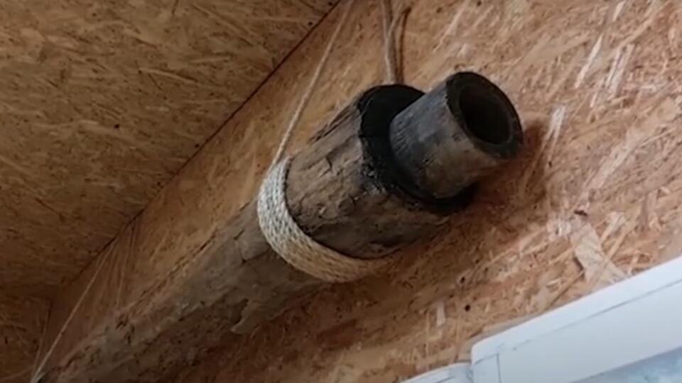 Фото: © Кадр из программы "Как устроен мир", РЕН ТВ