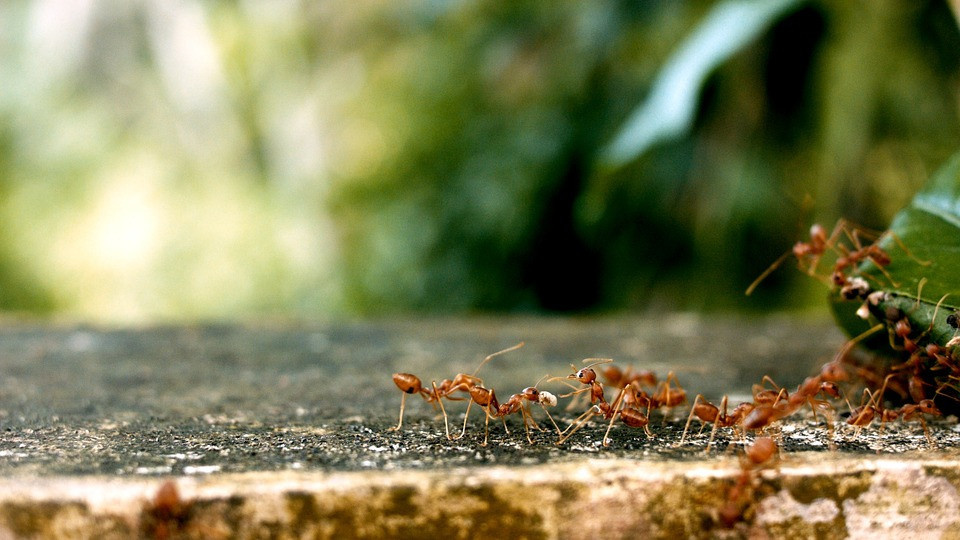 Фото с сайта: https://www.100rezeptov.ru/2017/02/22/domestic-ants-and-the-fight-against-them/
