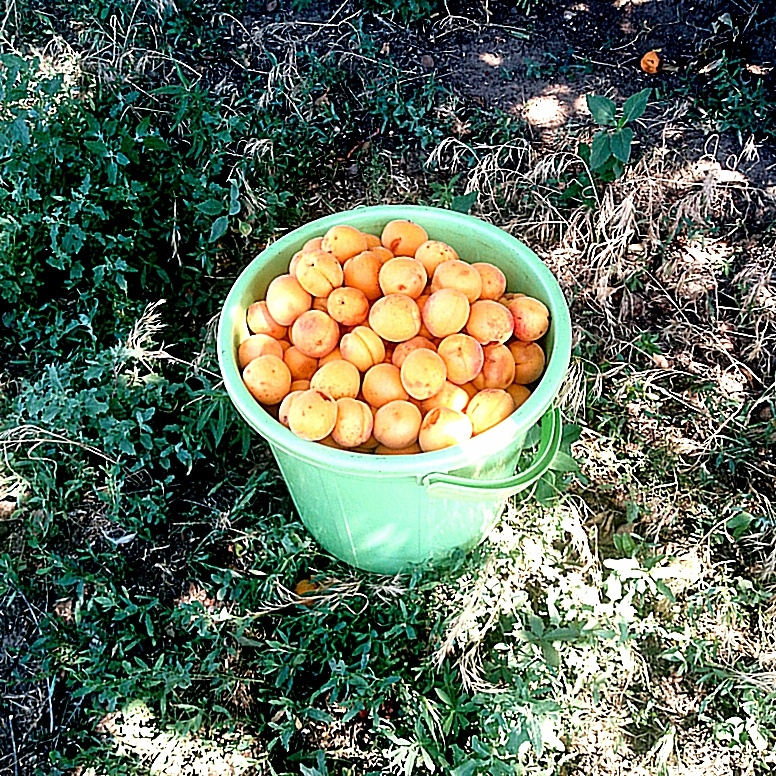 Ведро абрикос