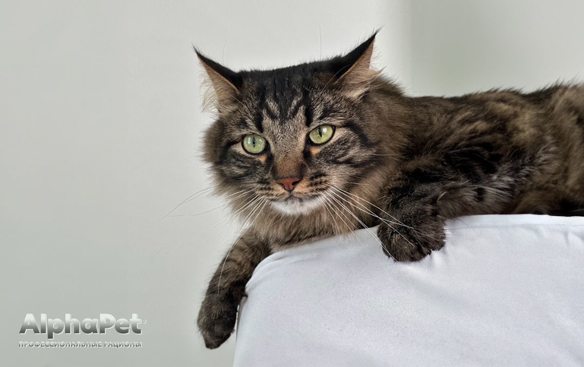 Фу, гадость! Почему кошка трясёт лапой, будто её оскорбили / Изображение: AlphaPet