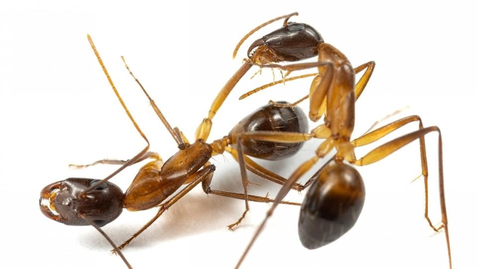 Фото с сайта: https://www.yahoo.com/news/ants-perform-leg-amputations-know-195631179.html