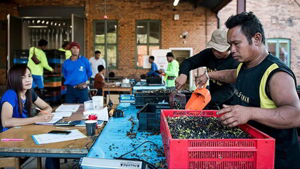    Швеция резко сократила выдачу иностранцам разрешений на сбор ягод