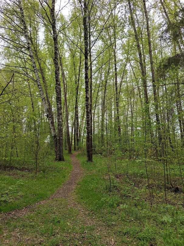 Лесная тропинка. Фото автора