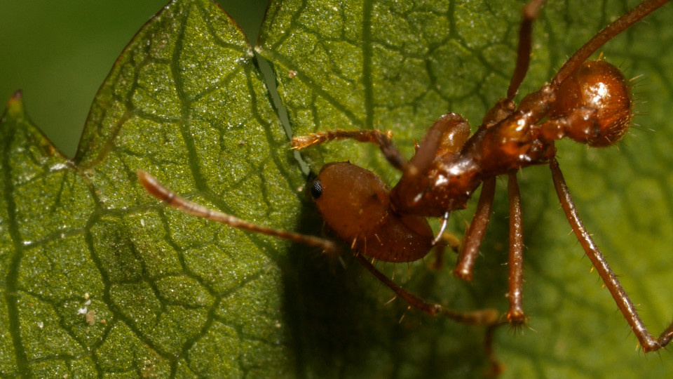 Фото с сайта: https://www.kqed.org/science/41112/where-are-the-ants-carrying-all-those-leaves