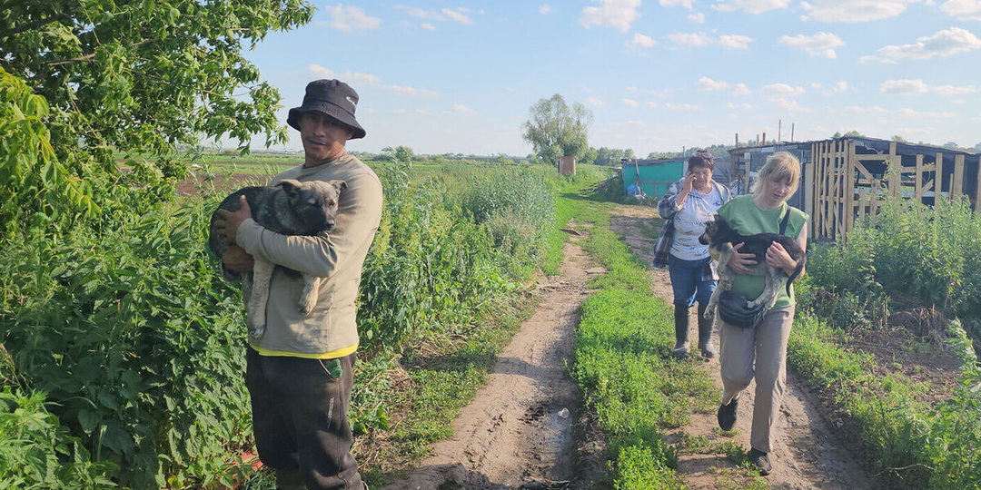 Пожиратели собак из Подмосковья
