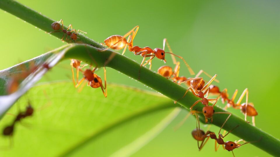 Фото с сайта: https://www.absolutelawnpros.com/lawn-pests-and-how-to-fight-them/