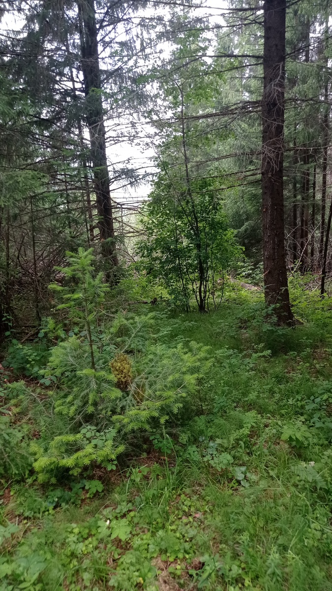 Наверное, к маме этим летом я тоже не поеду. Просто тоска человека, который 7 лет сидит дома.