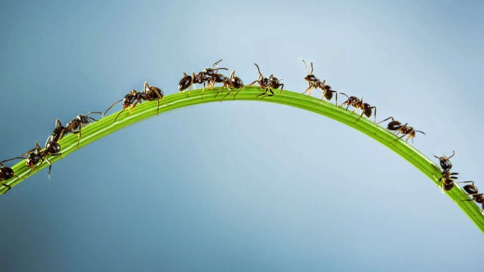 Фото с сайта: https://legsofwind.blogspot.com/2014/06/top-10-amazing-facts-about-ants-in-bible.html