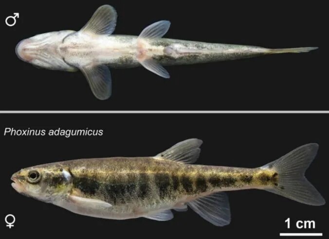 Фото: Институт проблем экологии и эволюции им. Северцова РАН