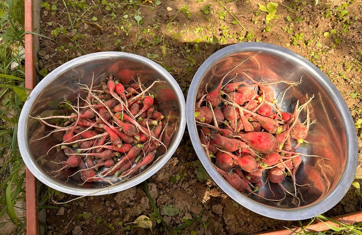 Урожай редиса