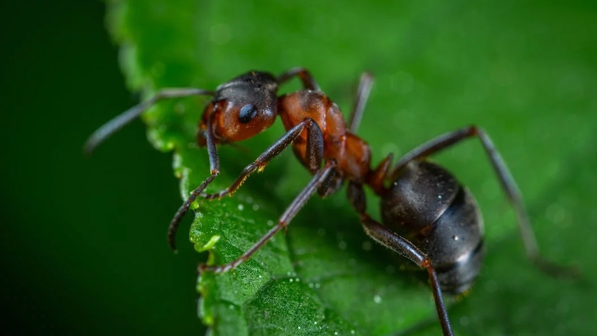 Фото с сайта: https://www.msn.com/en-gb/money/other/the-10-most-common-house-bugs-10-tips-for-getting-rid-of-them/ss-BB1qkwMa