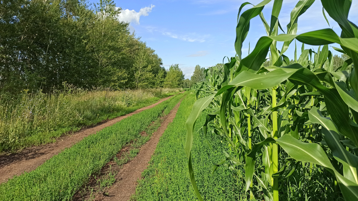 Полевая дорога.