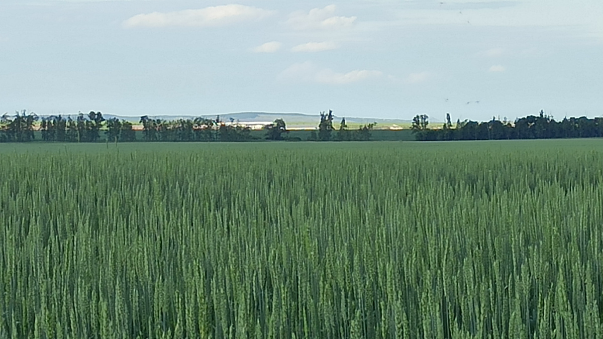 Пшеничка созревает.