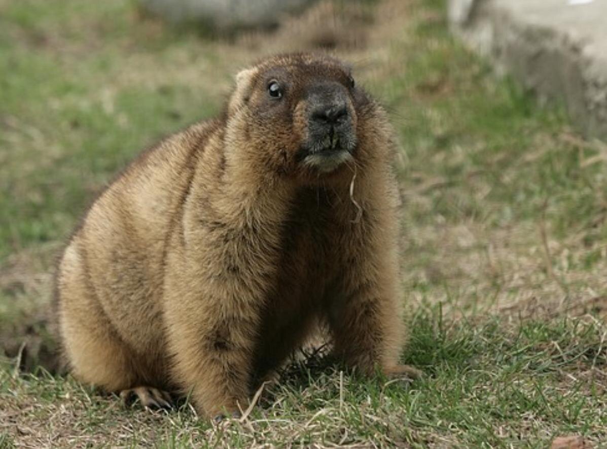 Фото с интернета, поймать сама не смогла))