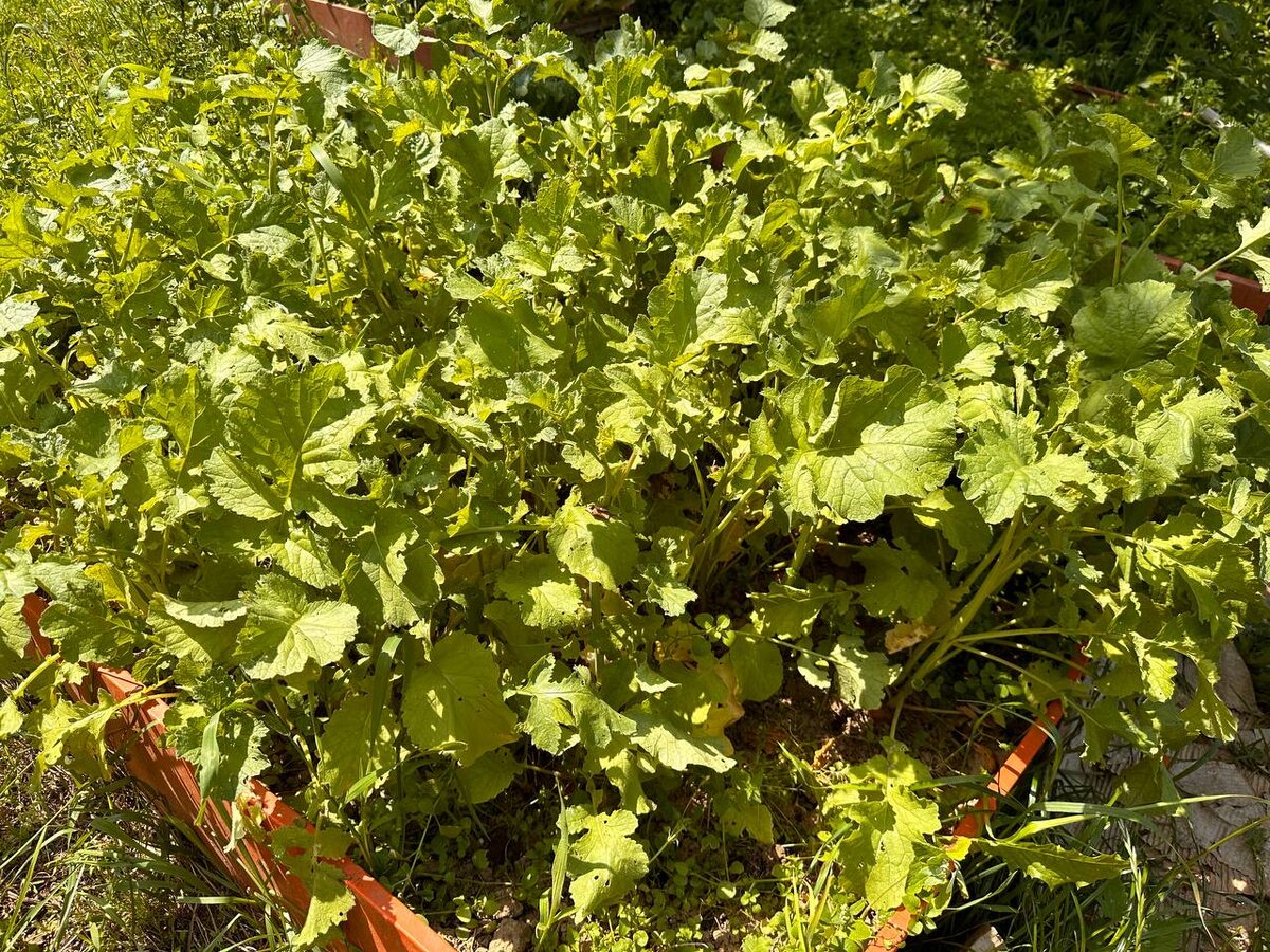 Заросли редиса