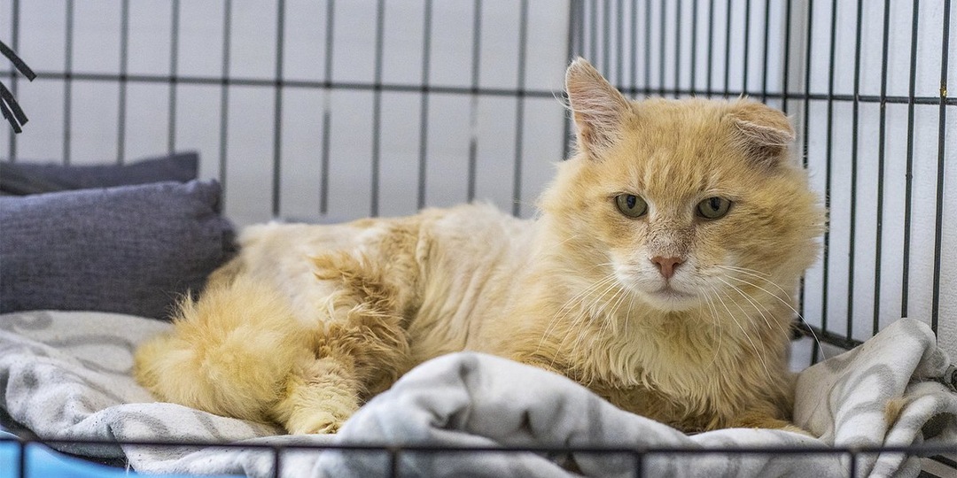 В Москве спасенный с улицы кот два месяца живет в клинике