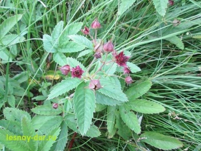 Сабельник болотный, декоп, огнецвет - что за растение?