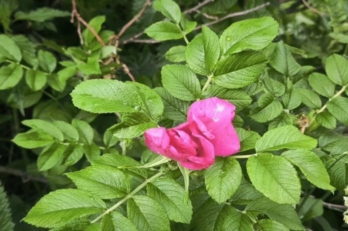    Во Владимире из садов за ДТЮ начали вывозить краснокнижные растения