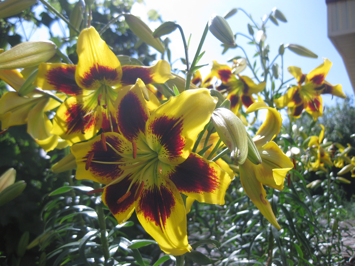 Лилии, фото автора