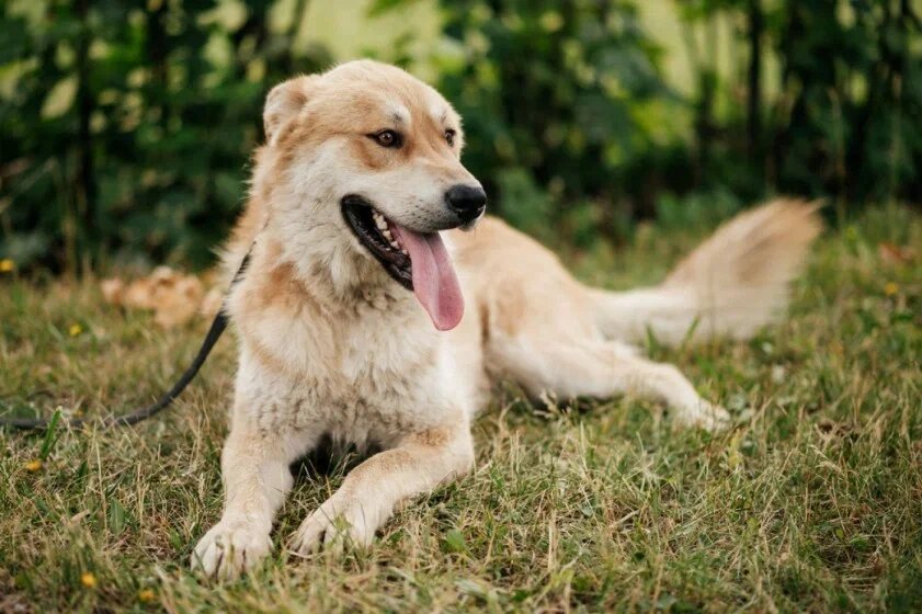 «Над чем же мы всё-таки можем работать в приюте без хозяина? В первую очередь над воспитанием собак, обучая их базовым командам и «правилам жизни». И такая работа в нашем приюте активно ведётся». 