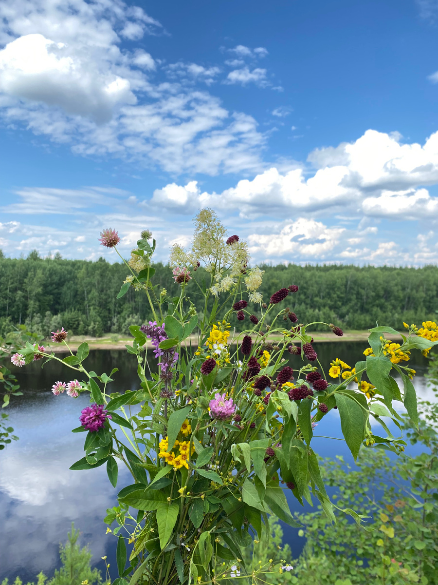 Полевые цветы 