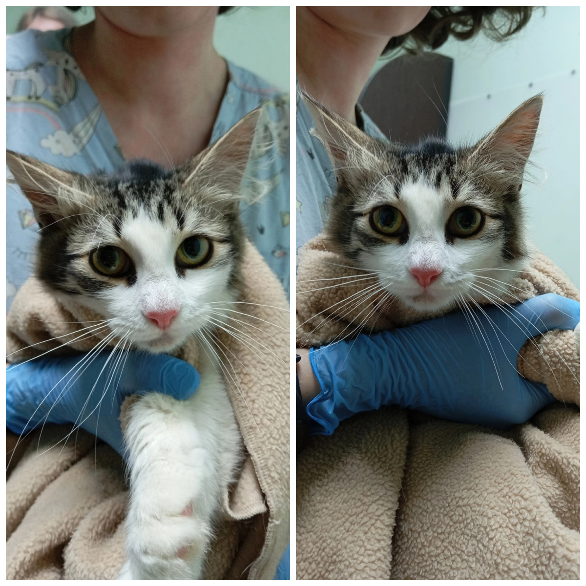 Нежа спасена с улицы.